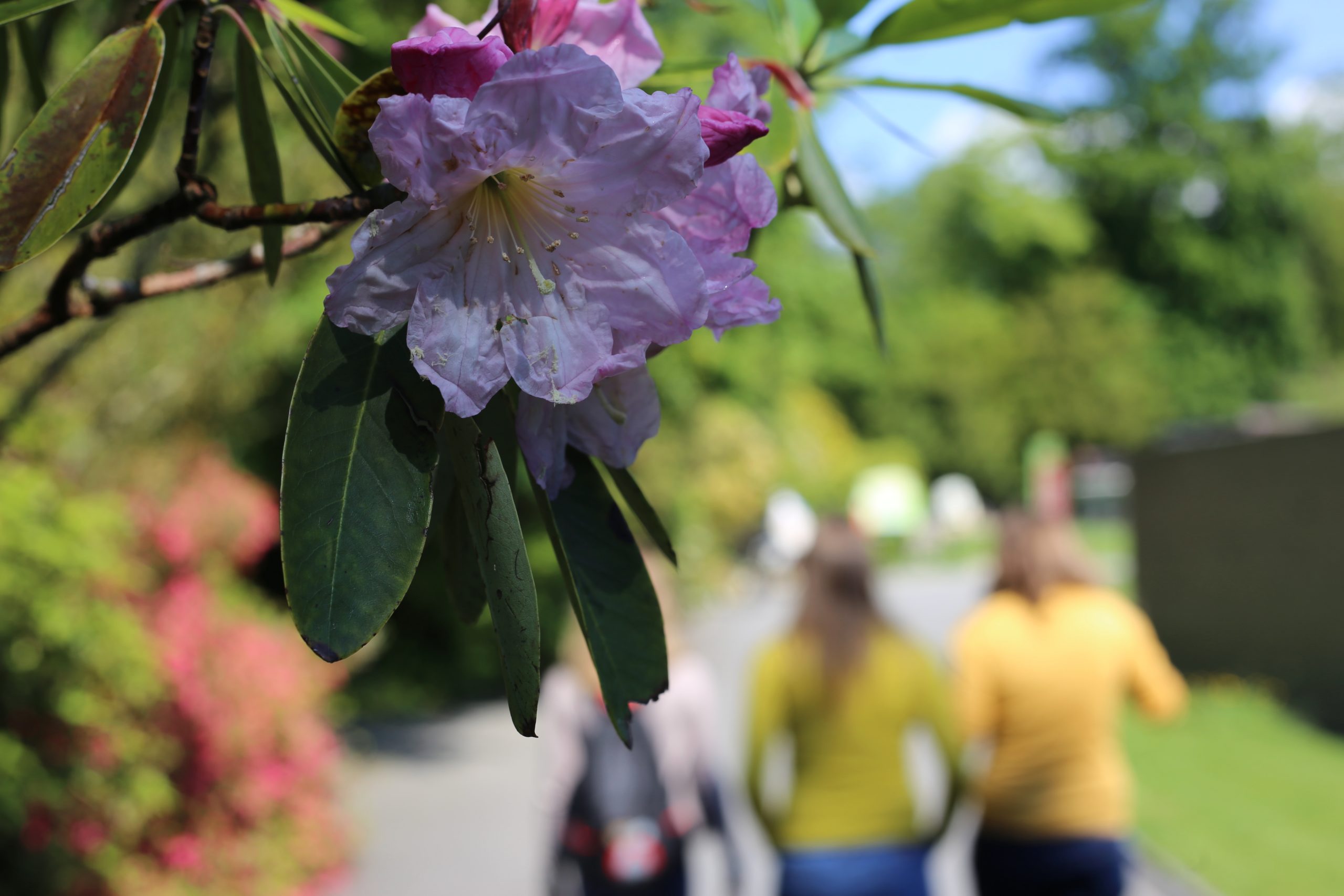 2019-05-26_09-43-10