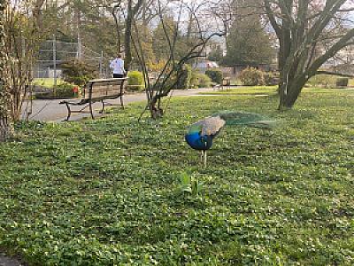 IMG_1293