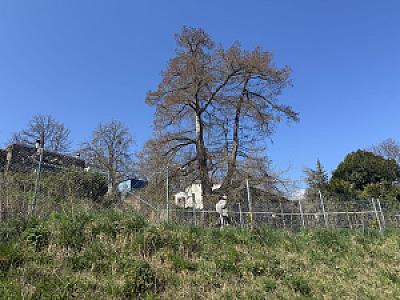 IMG_8628
