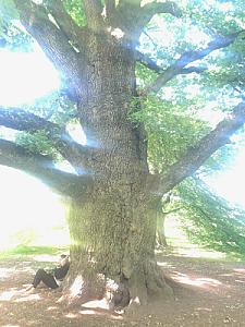 Avenue de la Paix 2019-05-31_15-49-26