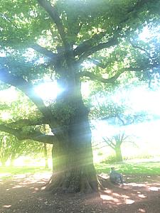 Avenue de la Paix 2019-05-31_15-50-25