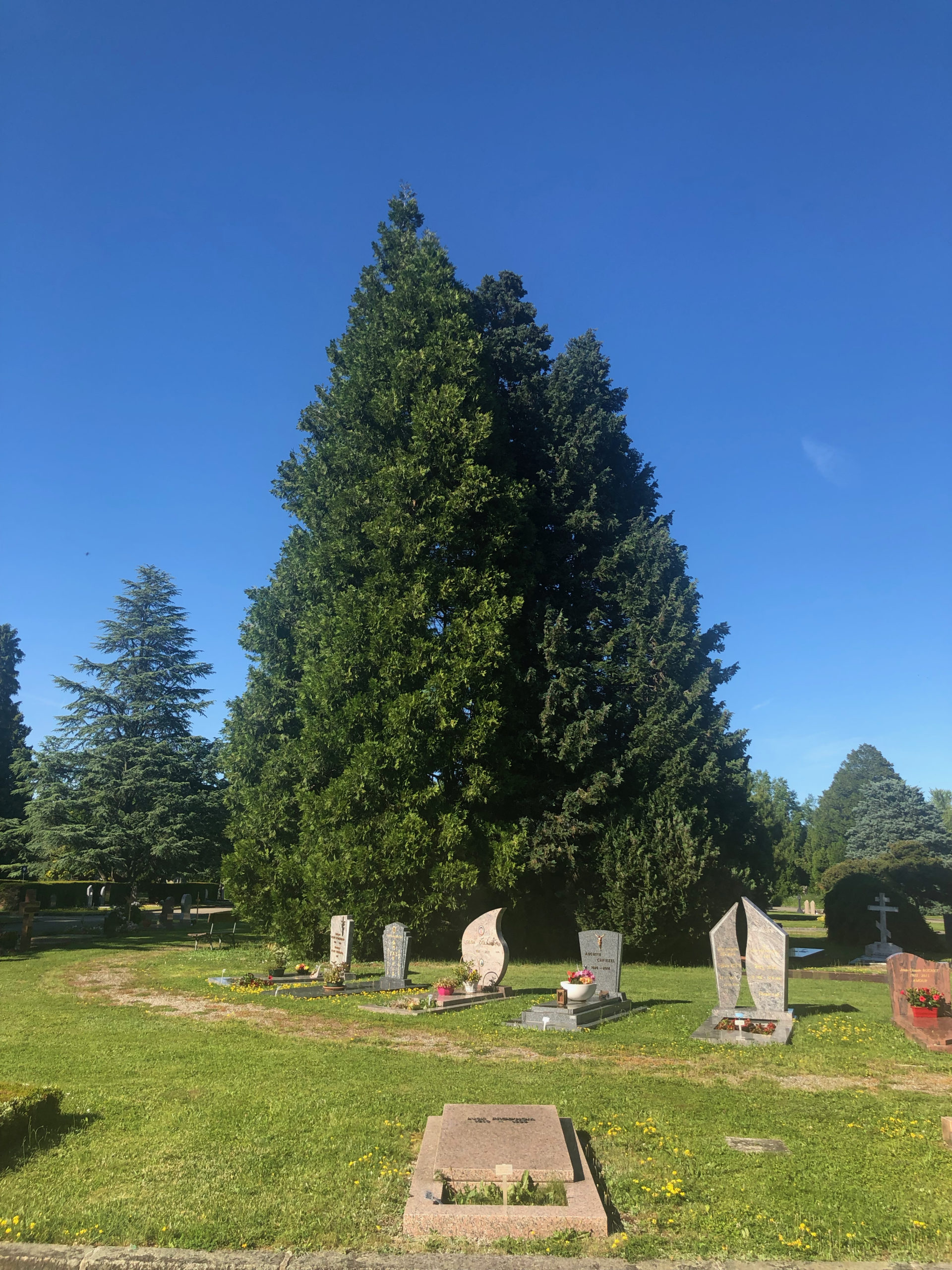 Avenue du Cimetière 2019-05-31_17-47-20