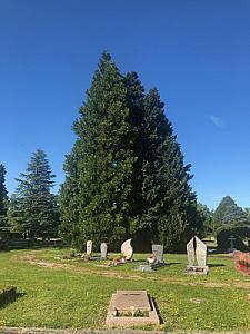 Avenue du Cimetière 2019-05-31_17-47-20