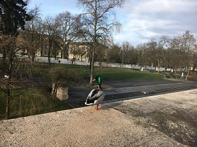 Genève, Bastions promenade des 2017